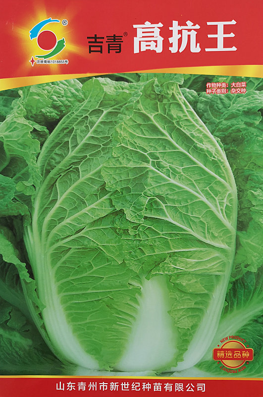 Gaokangwang——Chinese Cabbage Gaokangwang——Chinese Cabbage